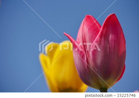 鬱金香花瓣 鬱金香花瓣 15225746