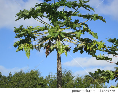 夏威夷木瓜樹 15225776