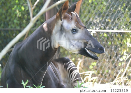 Okapi Okapi 15225819