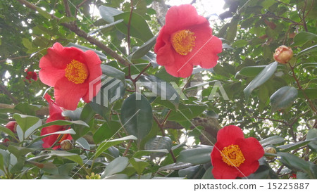 Camellia 15225887