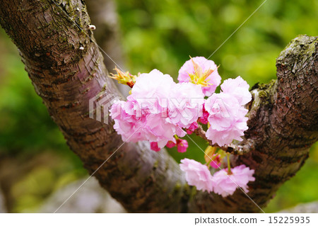 雙櫻花 15225935