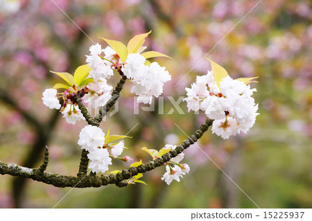 雙櫻花 雙櫻花 15225937