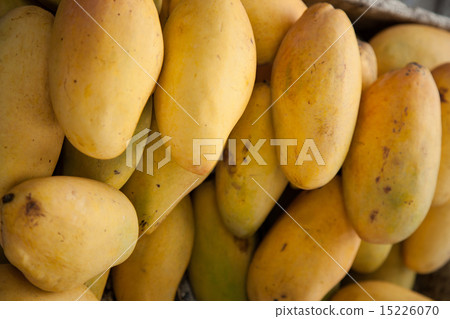 Ripe mangoes. Ripe mangoes. 15226070