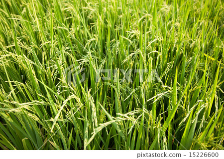 In the rice fields. 15226600