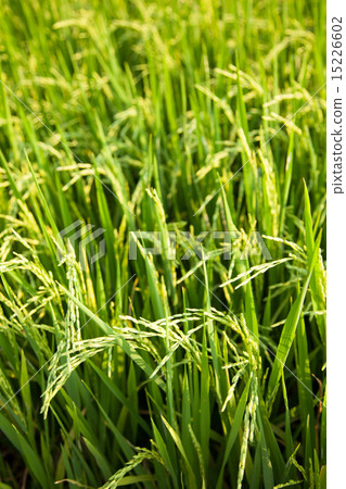 In the rice fields. 15226602