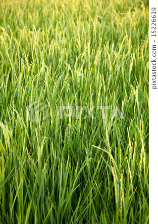In the rice fields. 15226619