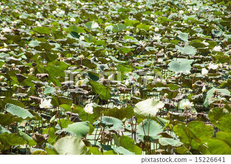 Lotus pond. 15226641