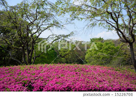 Early summer Early summer 15226708