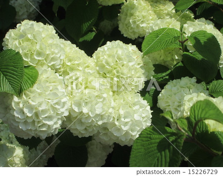 Big flowers of flowers 15226729