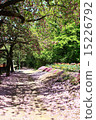 Double cherry blossoms 15226792