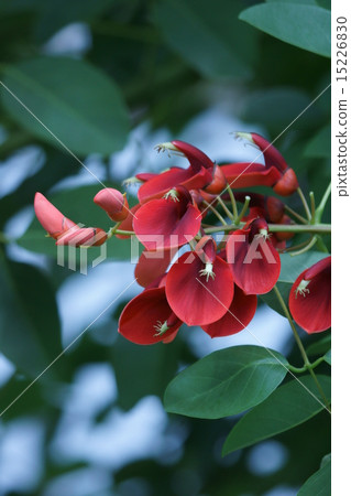 Summer flower American Dego Japanese name is bean curd (bean jam) Summer flower American Dego Japanese name is bean curd (bean jam) 15226830