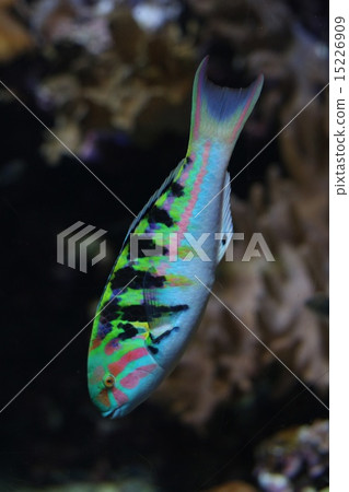 魚 15226909