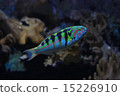 fish  15226910
