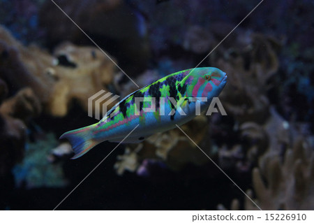 fish  15226910