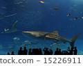 Aquarium whale shark 15226911