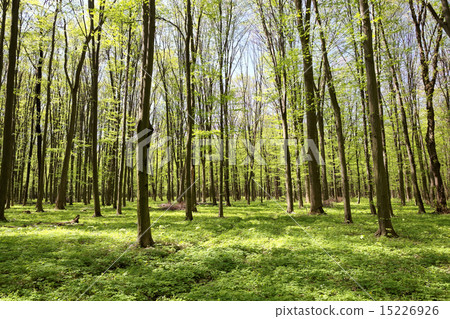 Green deciduous forest on a sunny day. Green deciduous forest on a sunny day. 15226926