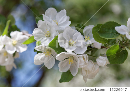 Flowering apple trees on a clear sunny day. Flowering apple trees on a clear sunny day. 15226947