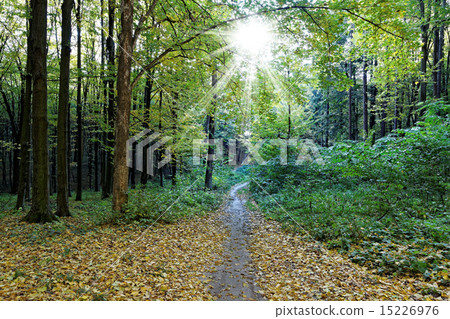 Green deciduous forest on a sunny day. Green deciduous forest on a sunny day. 15226976