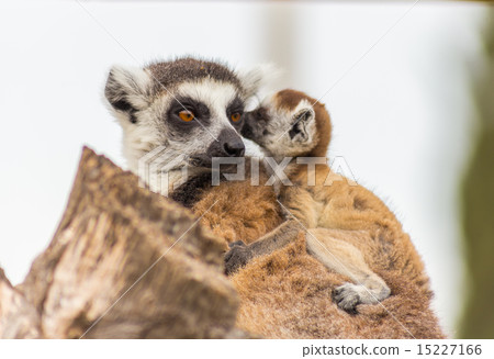 lemur mother with baby on it back 15227166