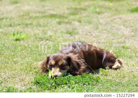 Ducks waiting for ambushing dogs 15227294