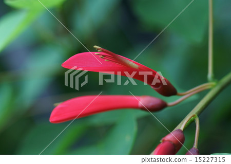 My name is Coral paulownia coral reef. My name is Coral paulownia coral reef. 15227315