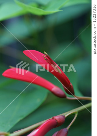 我叫Coral paulownia珊瑚礁。 15227316