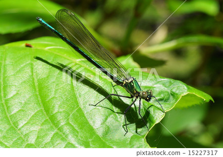 裁剪標記 15227317