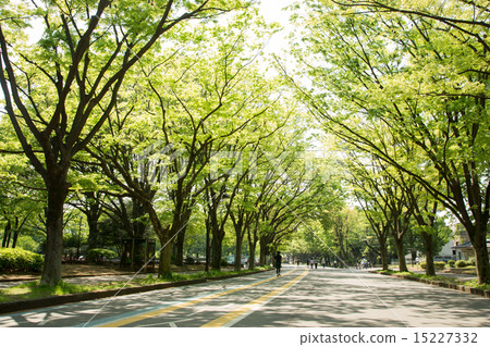 Komazawa park of fresh green 15227332