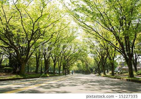 Komazawa Park 15227335