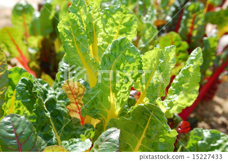 Swiss Chard 15227433