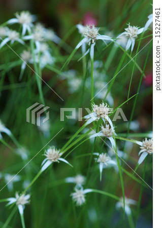 My name is Shirasagi Mosquito Bundle Hanging Bamboo Shoots. 15227461