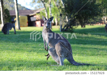 Wild kangaroo 15227828