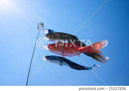 Carp streamer swimming energetically 15227836