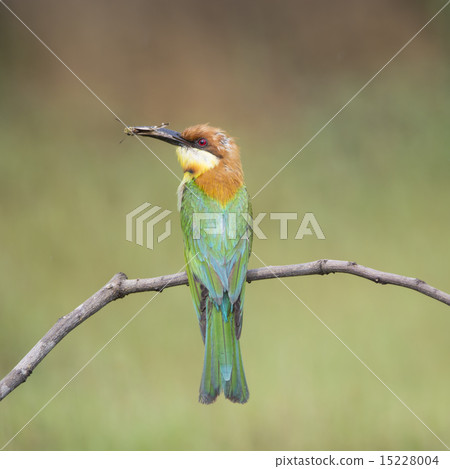 Chestnut-headed Bee-eater Chestnut-headed Bee-eater 15228004