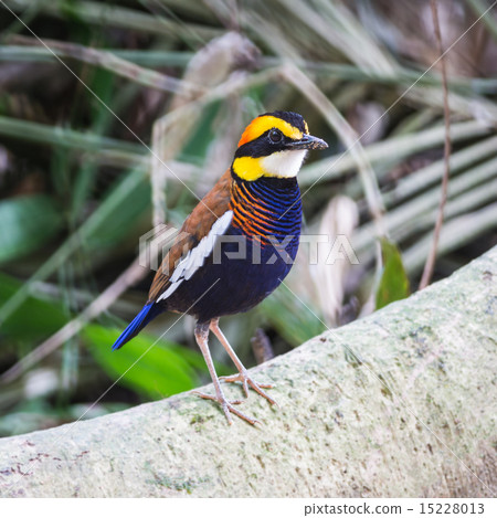 male Malayan Banded Pitta male Malayan Banded Pitta 15228013