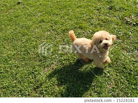 Toy Poodle Let's play together♪ 15228181