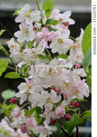 公主蘋果花 15228761