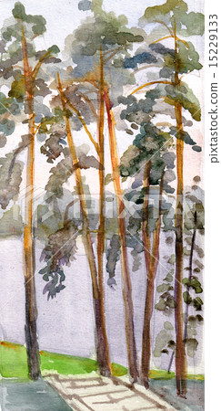 High pines on the bank of lake High pines on the bank of lake 15229133