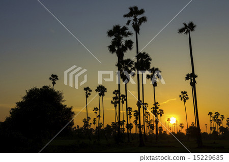 Silhouette sugar palm tree in sunset 15229685