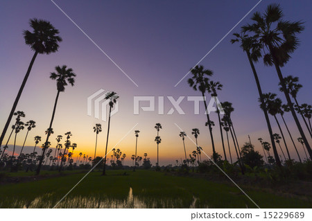 Landscape palm tree on rice field in twilight Landscape palm tree on rice field in twilight 15229689