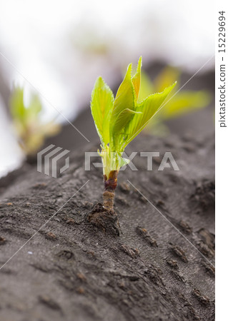 Green sprout growing from tree in vertical 15229694