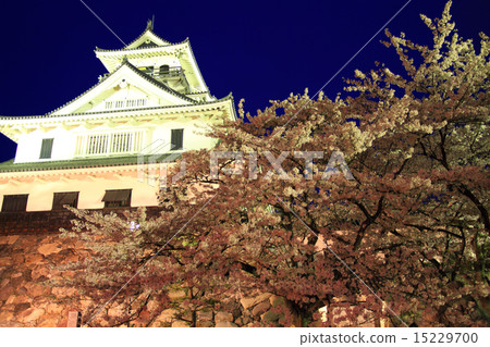 April Shiga Nagahama Castle · Castle tower Light-up and cherry blossoms 15229700