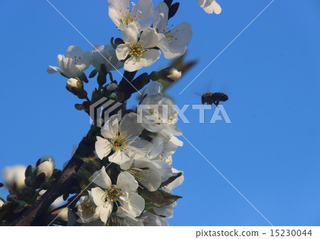 blooming cherry blooming cherry 15230044