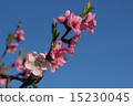 blooming peach 15230045