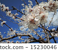 blooming apricot 15230046