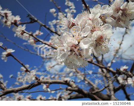 blooming apricot 15230046