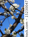 blossom cherry 15230047