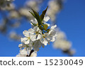 blossom cherry 15230049