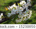 blossom cherry 15230050
