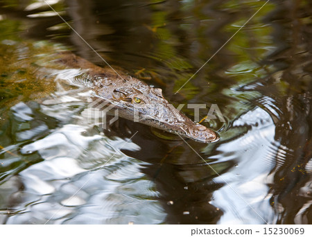 Crocodile 15230069
